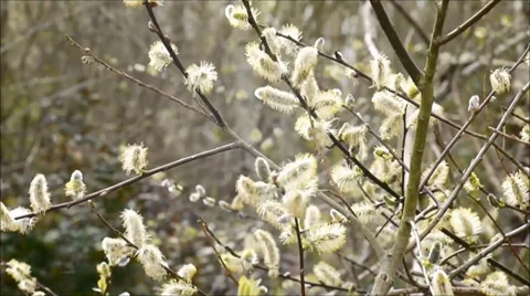 Spring catkin flowers on a tree in wind Video stock 36437630