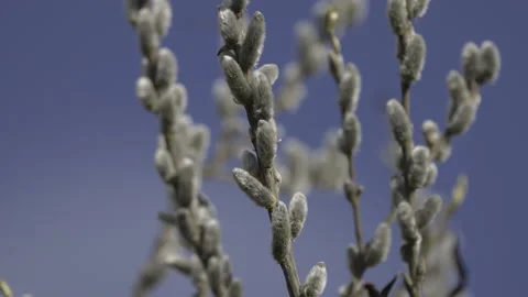 Spring catkins against the blue sky, 4K slomo Stock Footage 237511771