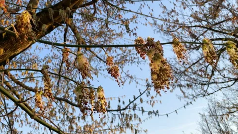 Spring Catkins And Tree Blossoms Hanging From Branches Against Clear Blue Sky Stock Footage 331636184