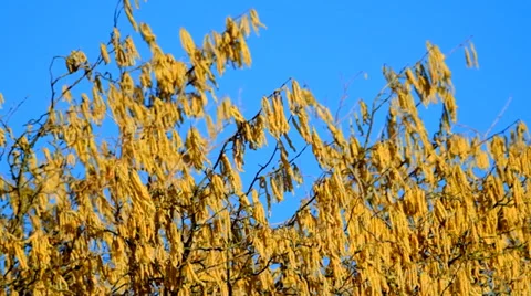 Spring catkins Stock Footage 36638135