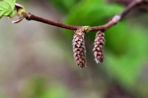 Spring catkins found on a wild Hazelnut shrub Stock Photos
