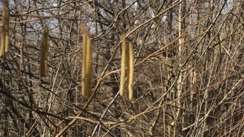 Spring catkins trees. Stock Footage 237215792