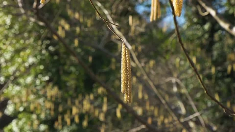Spring catkins trees. Video stock 237215794