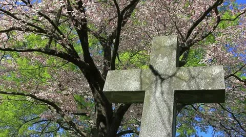 Spring in the cemetery Stock Footage 11017097
