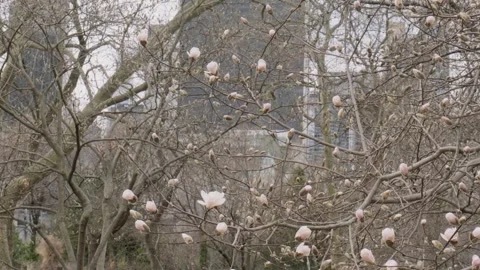 Spring in Central Park, blooming tree Stock Footage 307409977