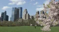Spring Central Park New York City Skyline Grass Meadow Cherry Tree Blooming HD Footage
