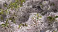 Spring Central Park New York City Cherry Tree Blooming Urban Life Sunny Solitary HD Footage