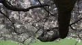 Spring Central Park New York City Cherry Trees Bloom April May Season Sunshine HD Footage