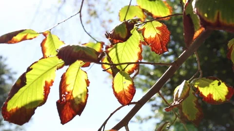 Spring central park trees with lens flare Stock Footage 141698647
