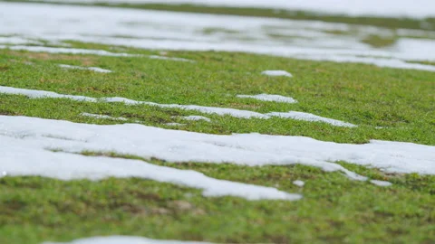 Spring cereal plants under snow. Lawn is covered with frost. Growing grain crops Stock Footage 183515169