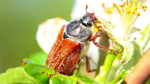 Spring chafer beetle Stock Footage 50524166