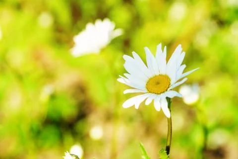 Spring chamomile flowers on blurred macro background. Spring or summer border Stock Photos