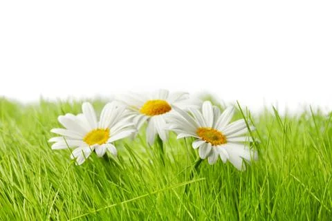 Spring chamomiles Stock Photos