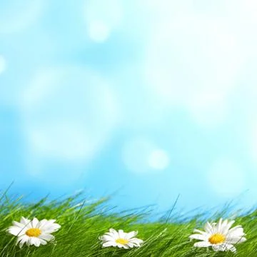 Spring chamomiles Stock Photos