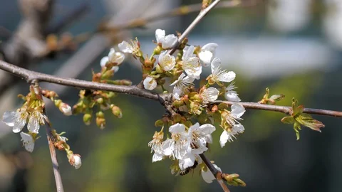 Spring. Charming blooming of cherry tree. Bees collect pollen Stock Footage 128534330