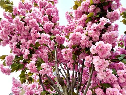 In the spring, a charming sakura bloomed with a lush pink flower Stock Photos