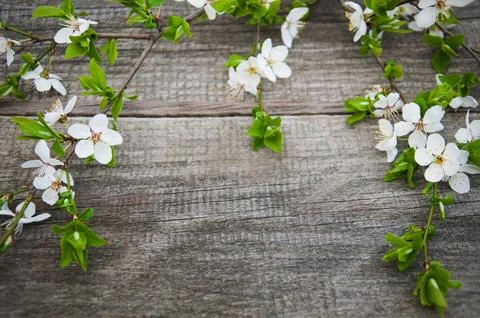 Spring cherries blossom Foto stock
