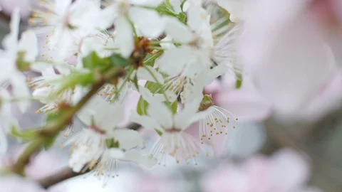 Spring Cherry And Apple Blossom Flowers Macro Slider Movement Stock Footage 88475041