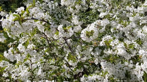 Spring cherry bloom Stock Footage 99937283