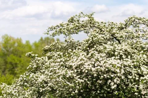 Spring cherry in bloom Stock Photos