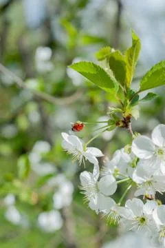 Spring cherry blossom and ladybug Stock Photos