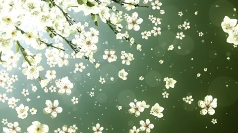 Spring Cherry Blossom Background Vidéo 204143073