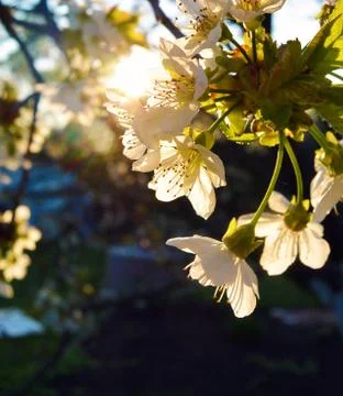 Spring cherry blossom on a background of a sunset Stock Photos