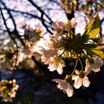 Spring cherry blossom on a background of a sunset Stock Photos