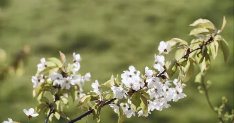 Spring Cherry Blossom Blooming 库存影片 49459380
