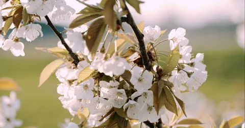 Spring Cherry Blossom Blooming Stock Footage 49460970