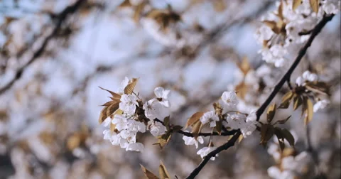 Spring Cherry Blossom Blooming Stock Footage 49461744