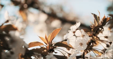 Spring Cherry Blossom Blooming Видео 49462468