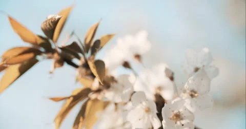 Spring Cherry Blossom Blooming Stock Footage 49463679