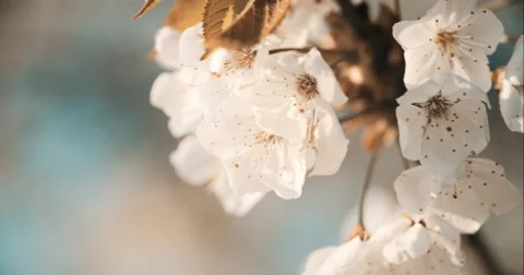 Spring Cherry Blossom Blooming Vidéo 49464920