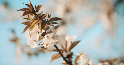 Spring Cherry Blossom Blooming Stock Footage 49465194