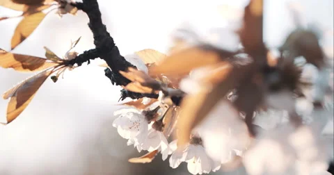 Spring Cherry Blossom Blooming Video stock 49465963