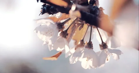 Spring Cherry Blossom Blooming Stock Footage 49466782