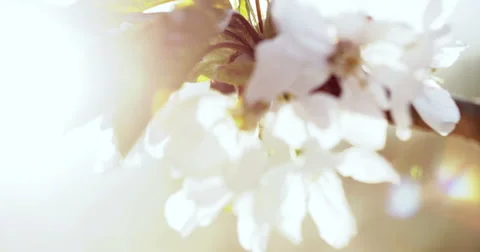 Spring Cherry Blossom Blooming Stock-Footage 49467618
