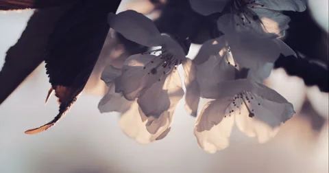 Spring Cherry Blossom Blooming Stock Footage 49467646