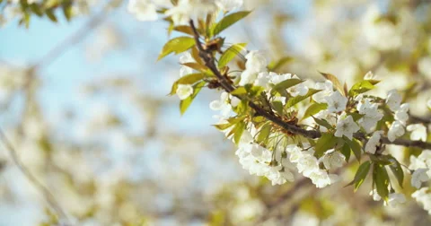 Spring Cherry Blossom Blooming 動画素材 49469613