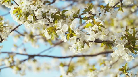Spring Cherry Blossom Blooming 库存影片 49469863