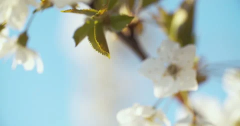 Spring Cherry Blossom Blooming Stock-Footage 49470804