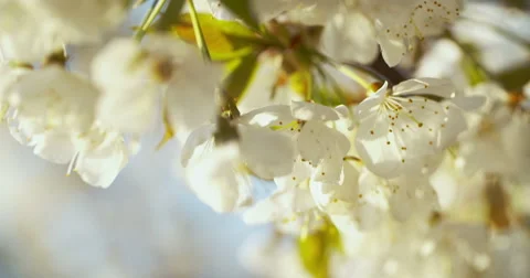 Spring Cherry Blossom Blooming Stockbeeldmateriaal 49470813