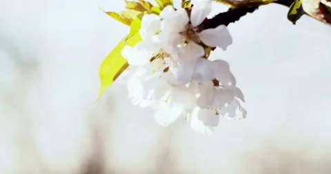 Spring Cherry Blossom Blooming Vidéo 49471124