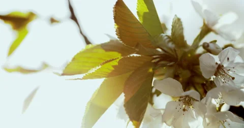 Spring Cherry Blossom Blooming Stock Footage 49471228