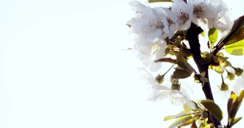 Spring Cherry Blossom Blooming Stock Footage 49471301