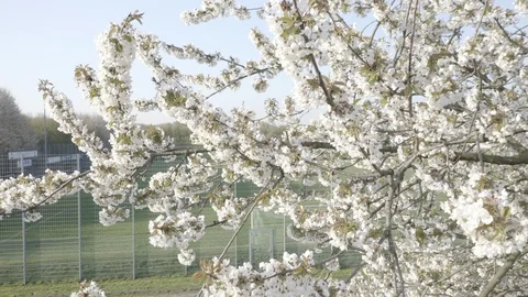 Spring Cherry Blossom Blooming Stock Footage 107736011