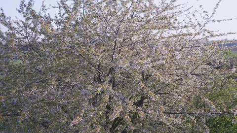 Spring Cherry Blossom Blooming Stock Footage 107736290