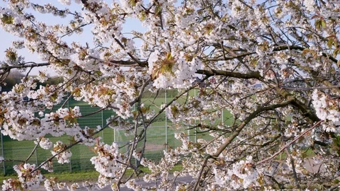 Spring Cherry Blossom Blooming Stock Footage 107737415
