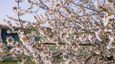 Spring Cherry Blossom Blooming Stock Footage 107738052